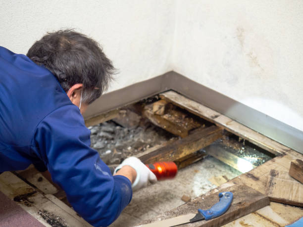 Best Localized Mold Remediation (e.g., coastal areas, humid climates) in Waskom, TX