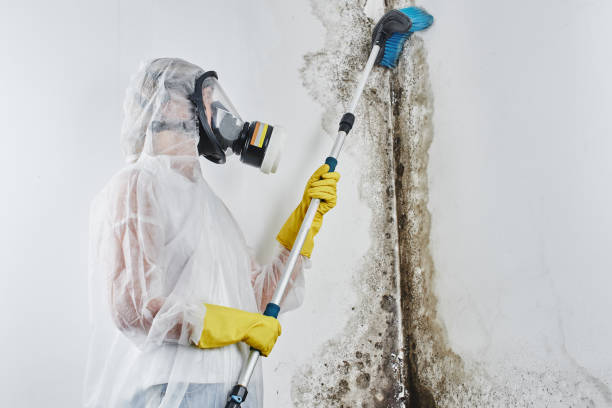 Best Mold Remediation for Specific Building Types in Waskom, TX