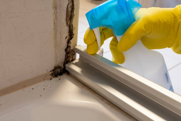 Best Post-Flood Mold Remediation in Waskom, TX