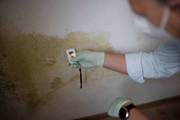 Best Insurance-Related Mold Remediation in Waskom, TX