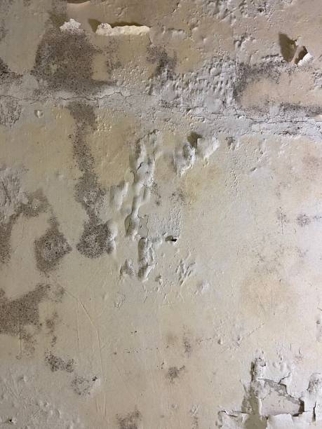 Best Emergency Mold Remediation in Waskom, TX