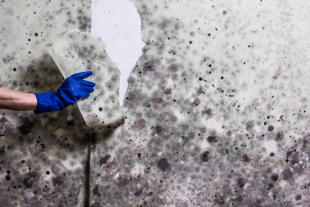 Best Health and Safety Mold Remediation in Waskom, TX